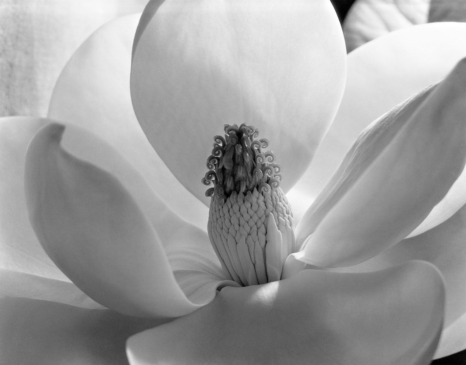 imogen-cunningham-magnolia-blossom-1925-web.jpg