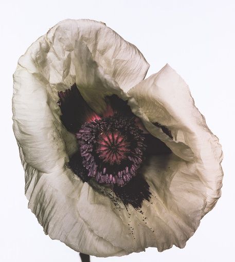 Irving Penn - Poppy 'Barr’s White’, New York, 1968.jpg