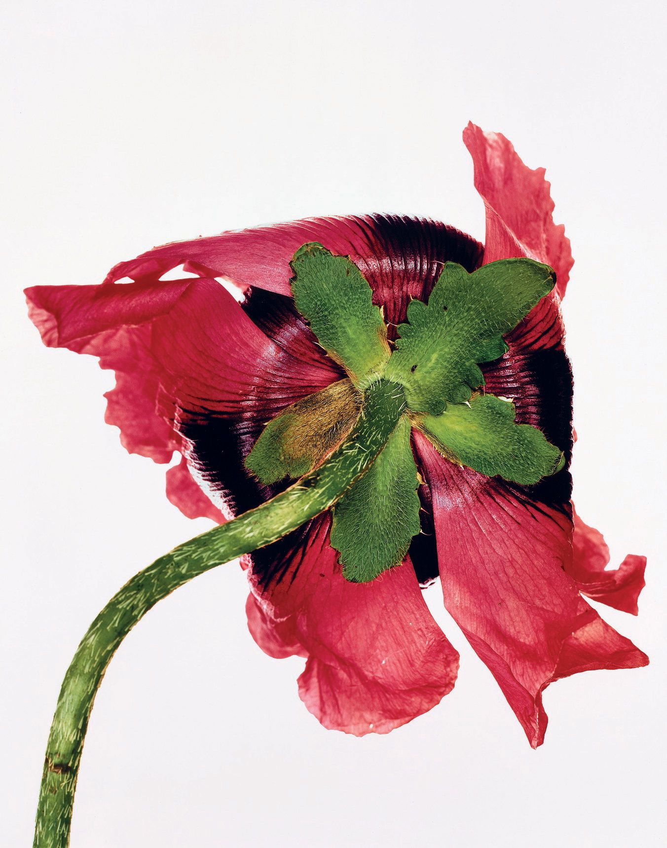 Irving Penn - )Single Oriental Poppy, New York 1968, printed 1989.jpg