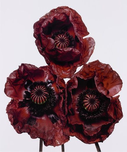 Irving Penn - Three Poppies ‘Arab Chief’, New York, 1969.jpg.jpg