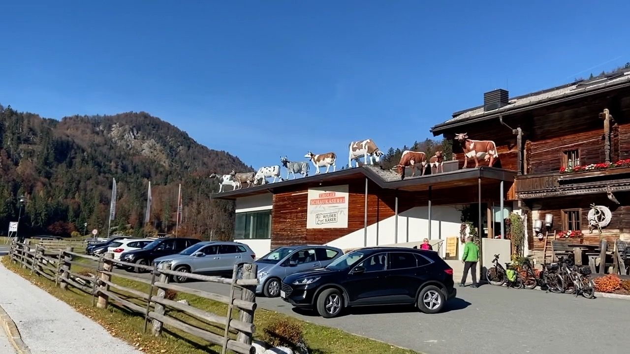 Kühe auf Dach Großglockner Teil 3.jpg