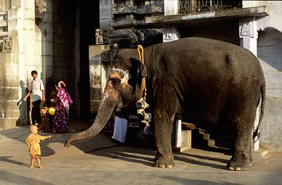 kanchipuram-elephant.jpg