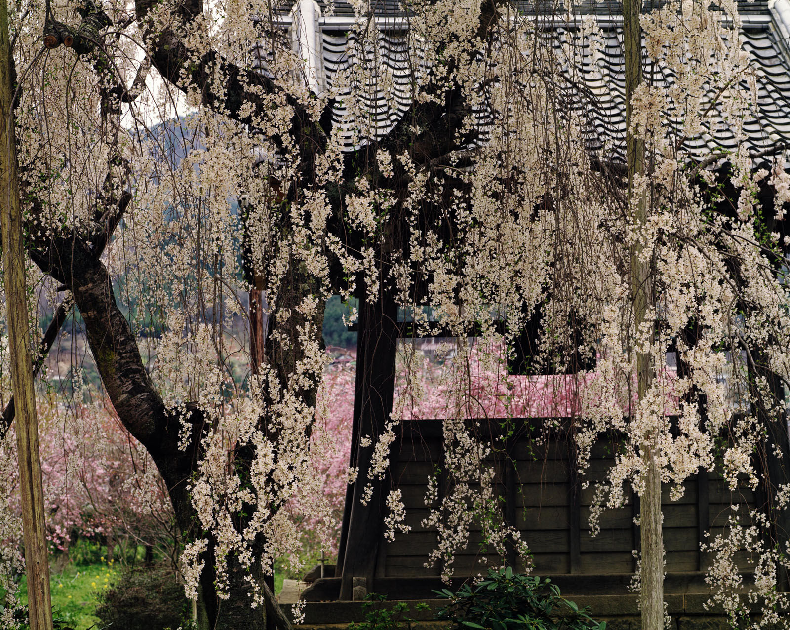 Ken Domon-Ōnodera, campana e ciliegi (Onodera, bell and cherry trees)1977.jpg