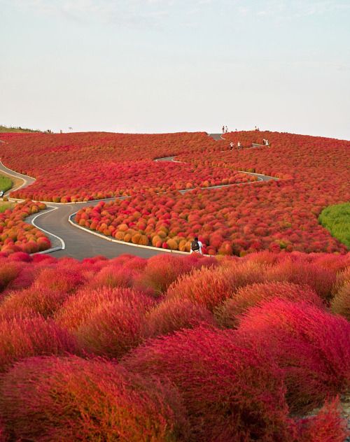 Kochia Hill, Hitachi Seaside Park, JP.jpg