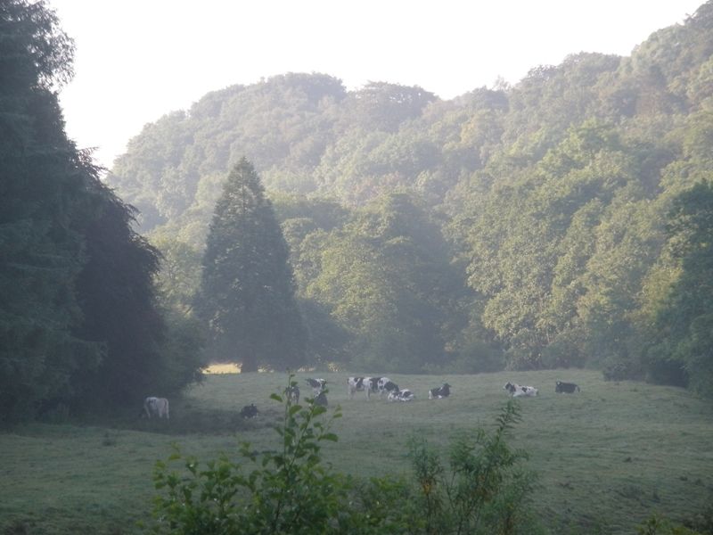 Kuhe im Morgennebel.JPG