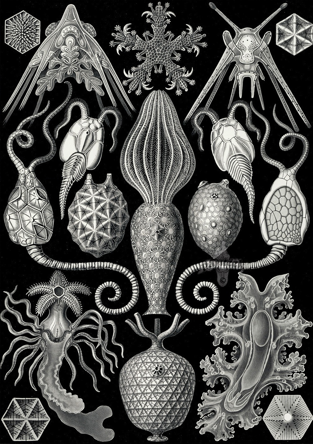 Kunstformen der Natur - Ernst Haeckel 1899-1904 (1).jpg