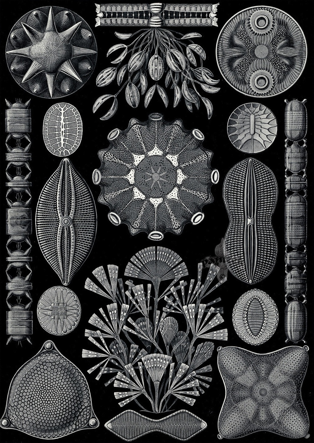 Kunstformen der Natur - Ernst Haeckel 1899-1904 (2).jpg