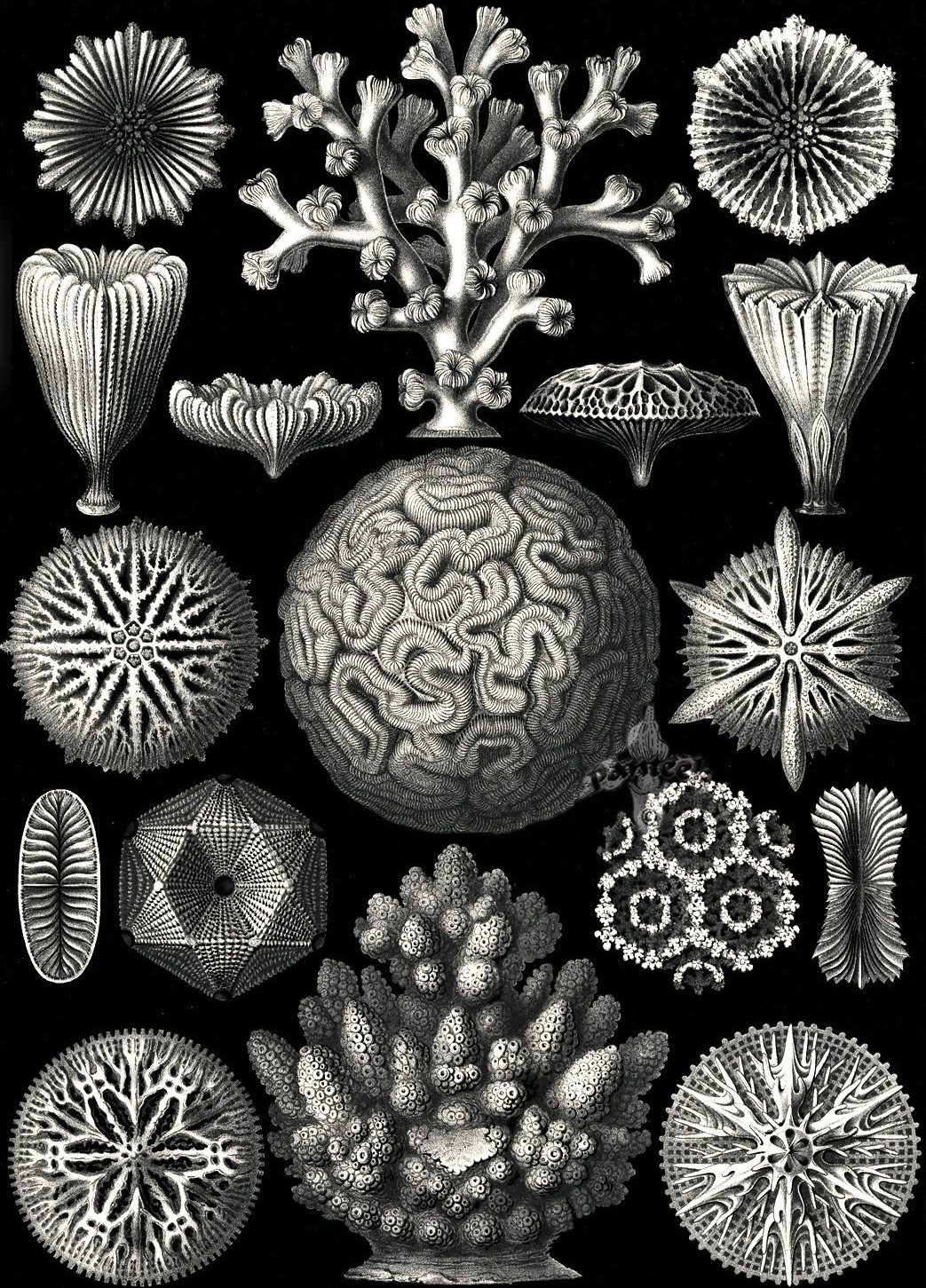 Kunstformen der Natur - Ernst Haeckel 1899-1904 (3).jpg