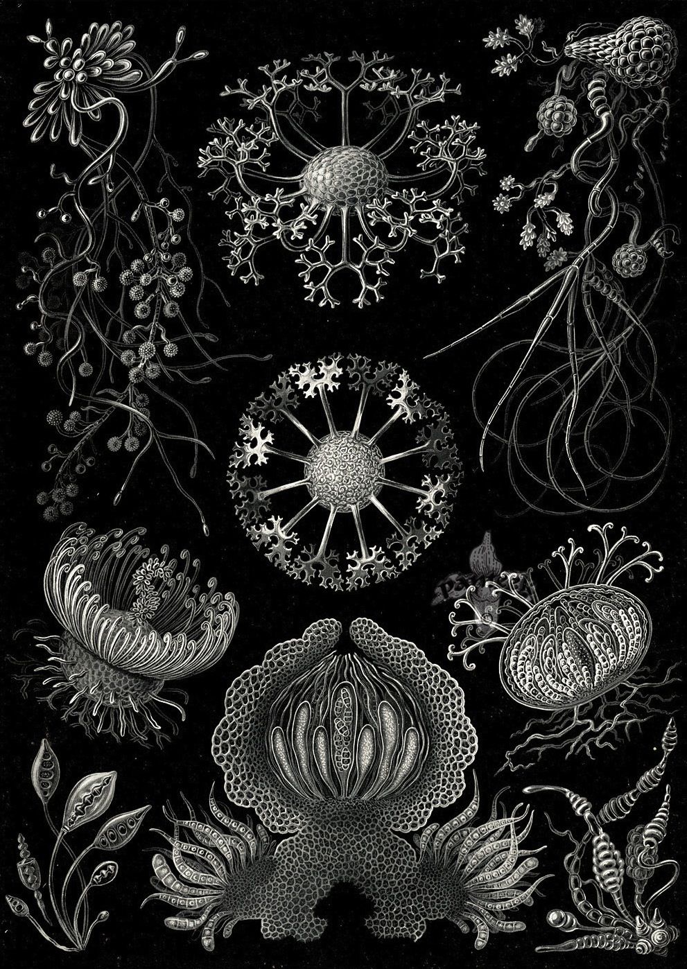 Kunstformen der Natur - Ernst Haeckel 1899-1904 (4).jpg