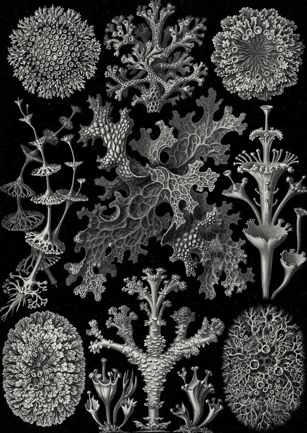 Kunstformen der Natur - Ernst Haeckel 1899-1904 (5).jpg