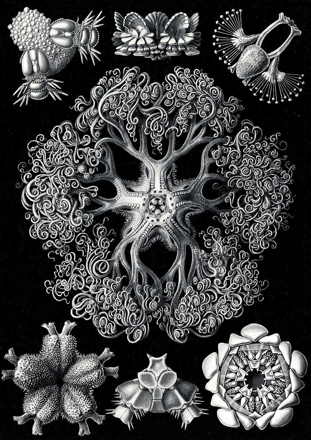 Kunstformen der Natur - Ernst Haeckel 1899-1904 (7).jpg