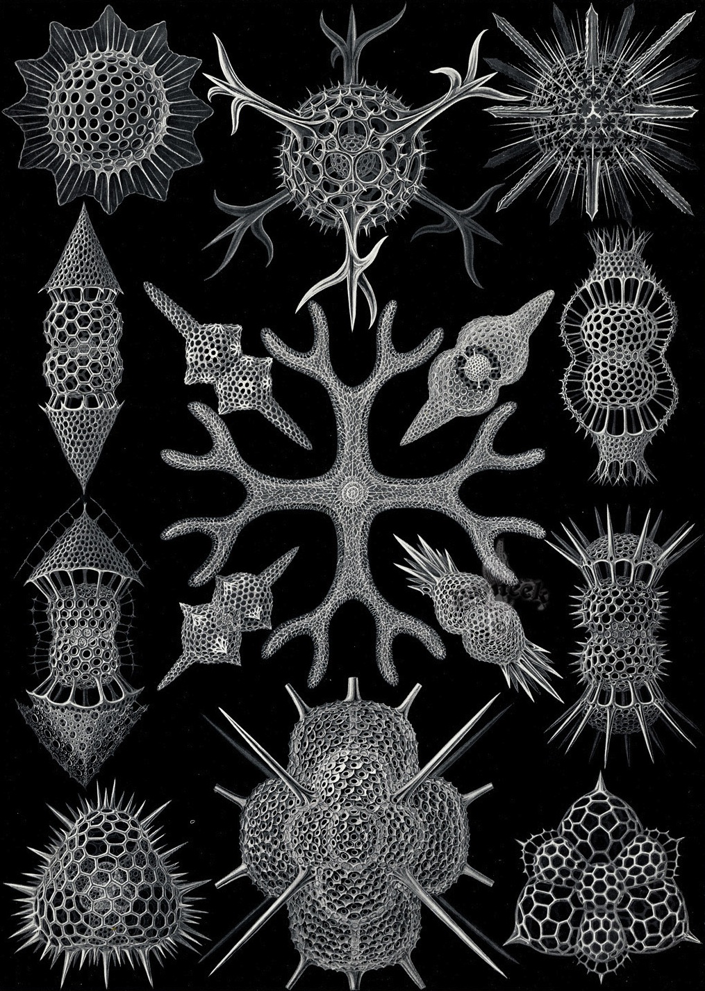 Kunstformen der Natur - Ernst Haeckel 1899-1904 (8).jpg