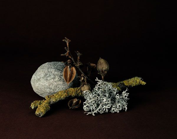 Lauris Paulus - Nature Morte (Still Live 2005).jpg