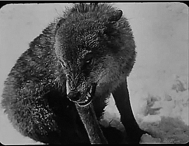 Le Miracle des Loups (the miracle of wolves) (1924).gif