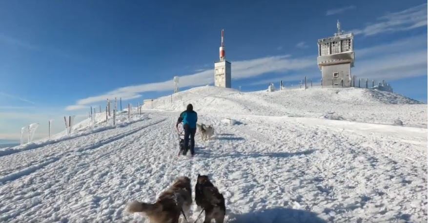 les-deux-chiens-de-mathieu-lecannu-un-berger-australien-et-une-malinoise-tirent-leur-maitre-en...jpg