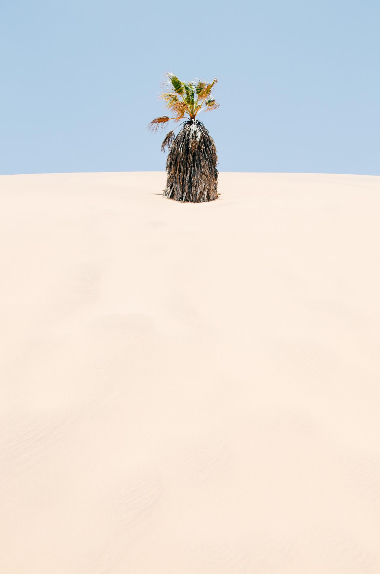 Lonesome Palm-Photo By Tomas Wells.jpg