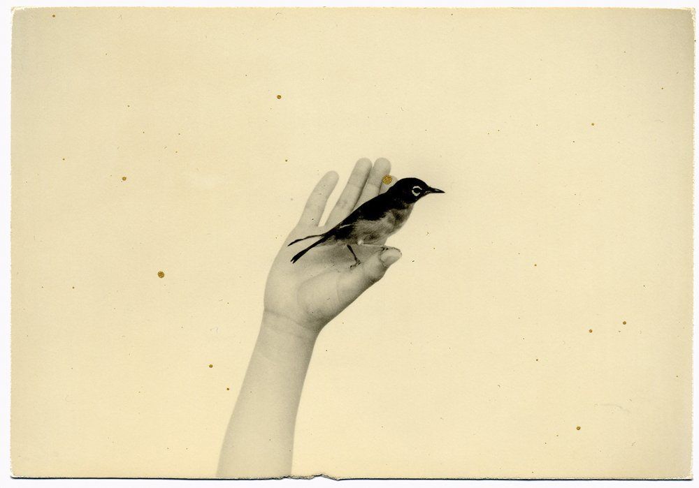 Masao Yamamoto Tori, 2016 (5).jpg