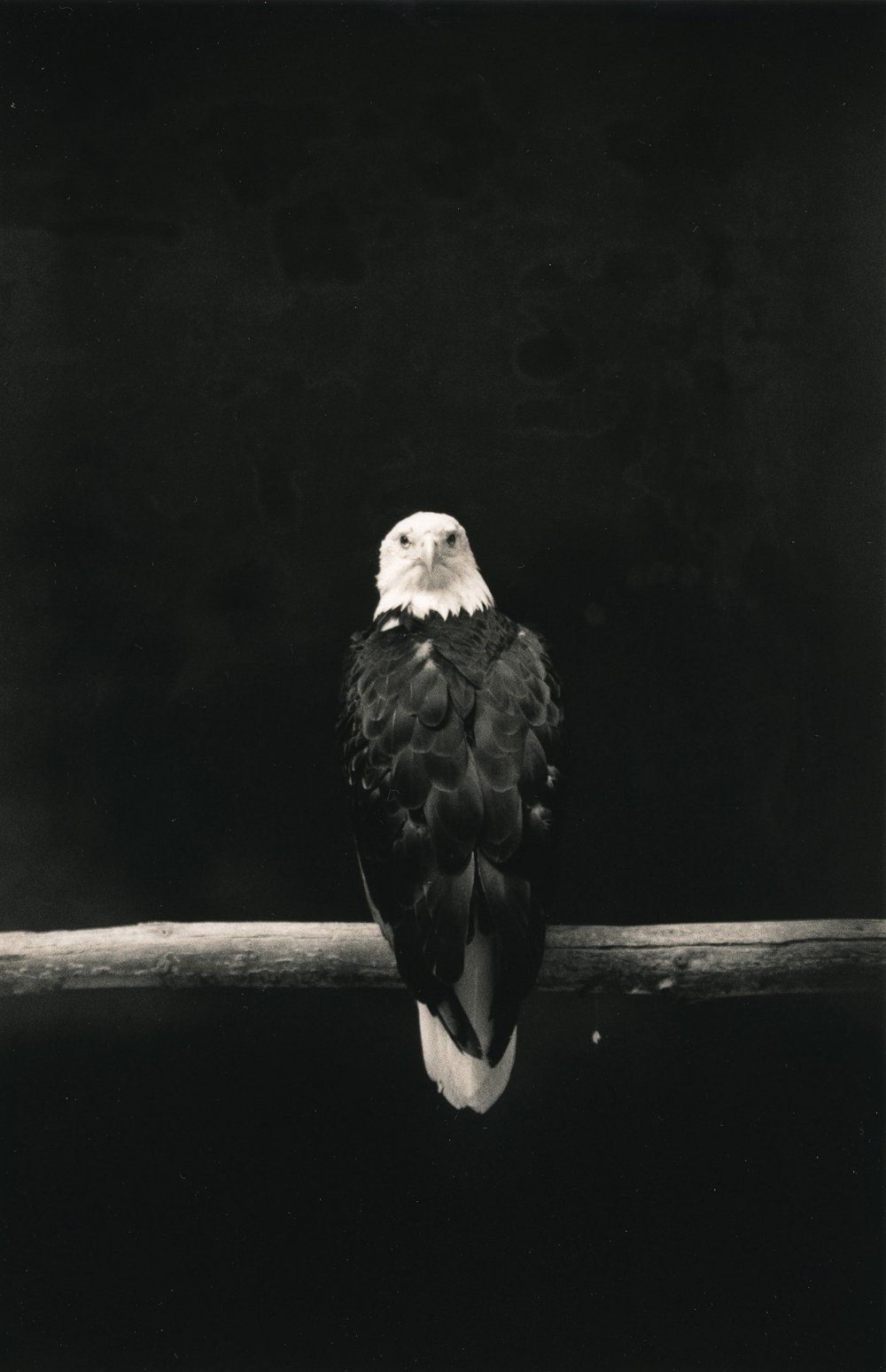 Masao Yamamoto Tori, 2016 (6).jpg