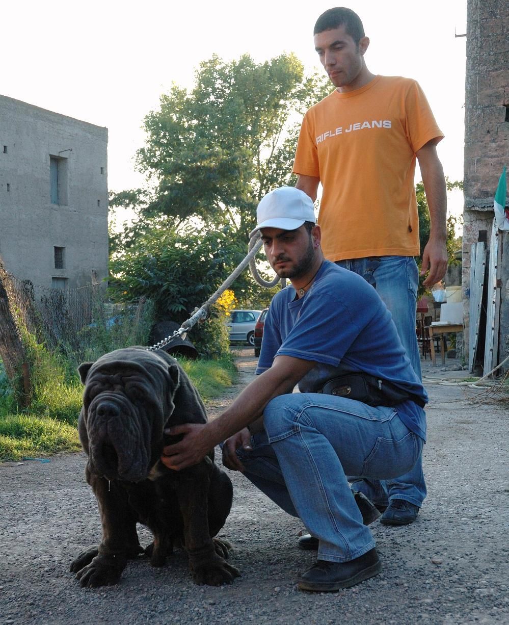 mastino napoletano (1).jpg