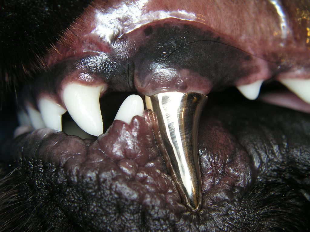 Military dog with titanium teeth. It can rip both metal and kevlar apart.jpg