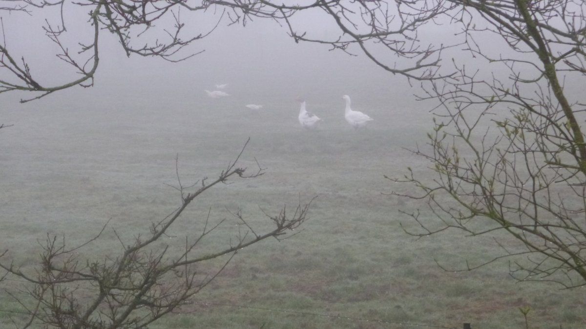 Nebel Wildgänse.JPG