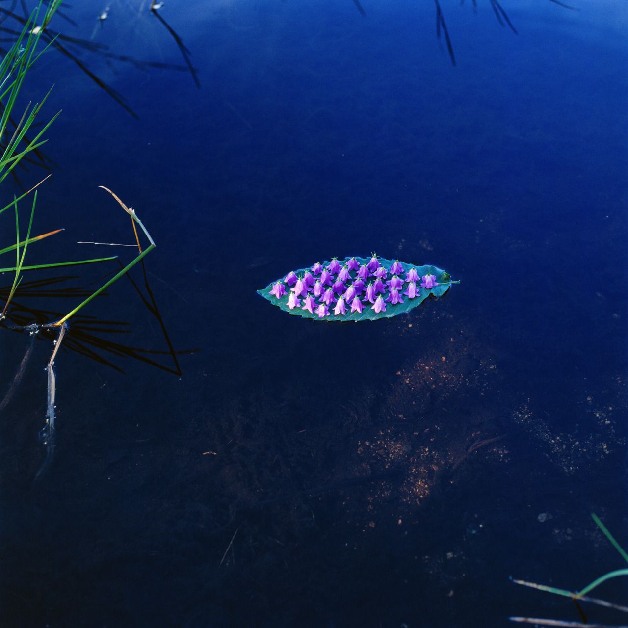 Nils Udo - Sweet chestnut leaf, bellflower blossoms (Vassiviére in Limousin, France, 1986, Ins...jpg