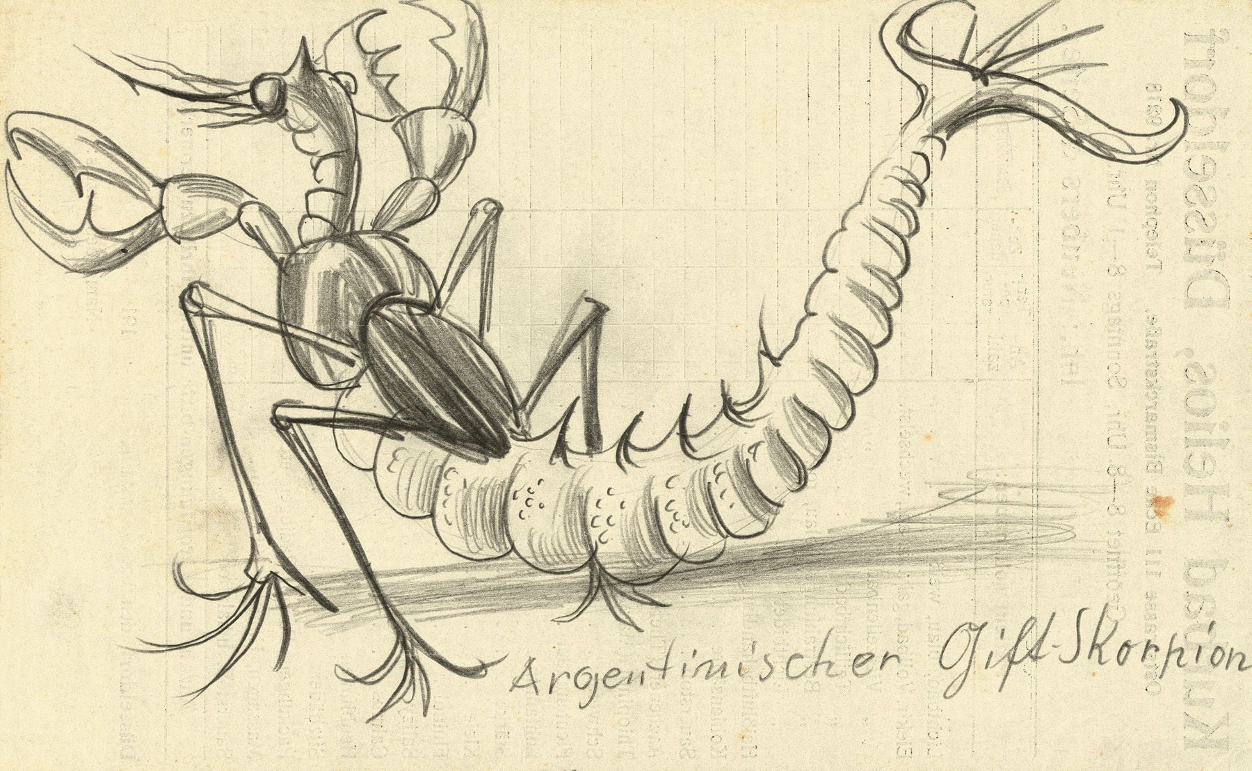 Otto Dix - Argentinian Venomous Scorpion (Argentinischer Gift-Skorpion) (1922).jpg