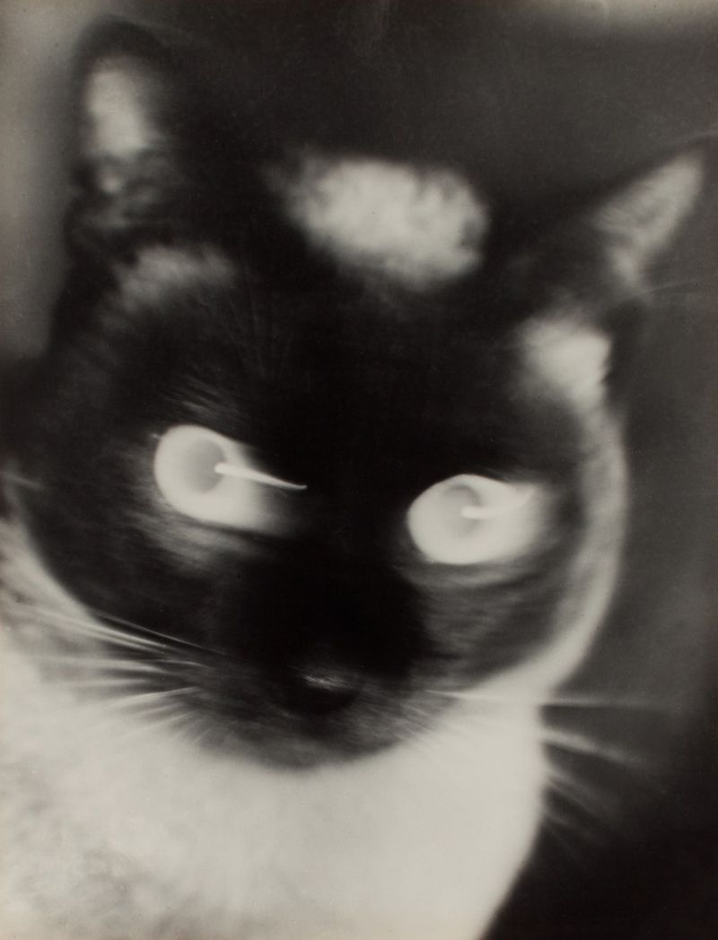 Otto Umbehr - “Katz” – Cat (1927).jpg