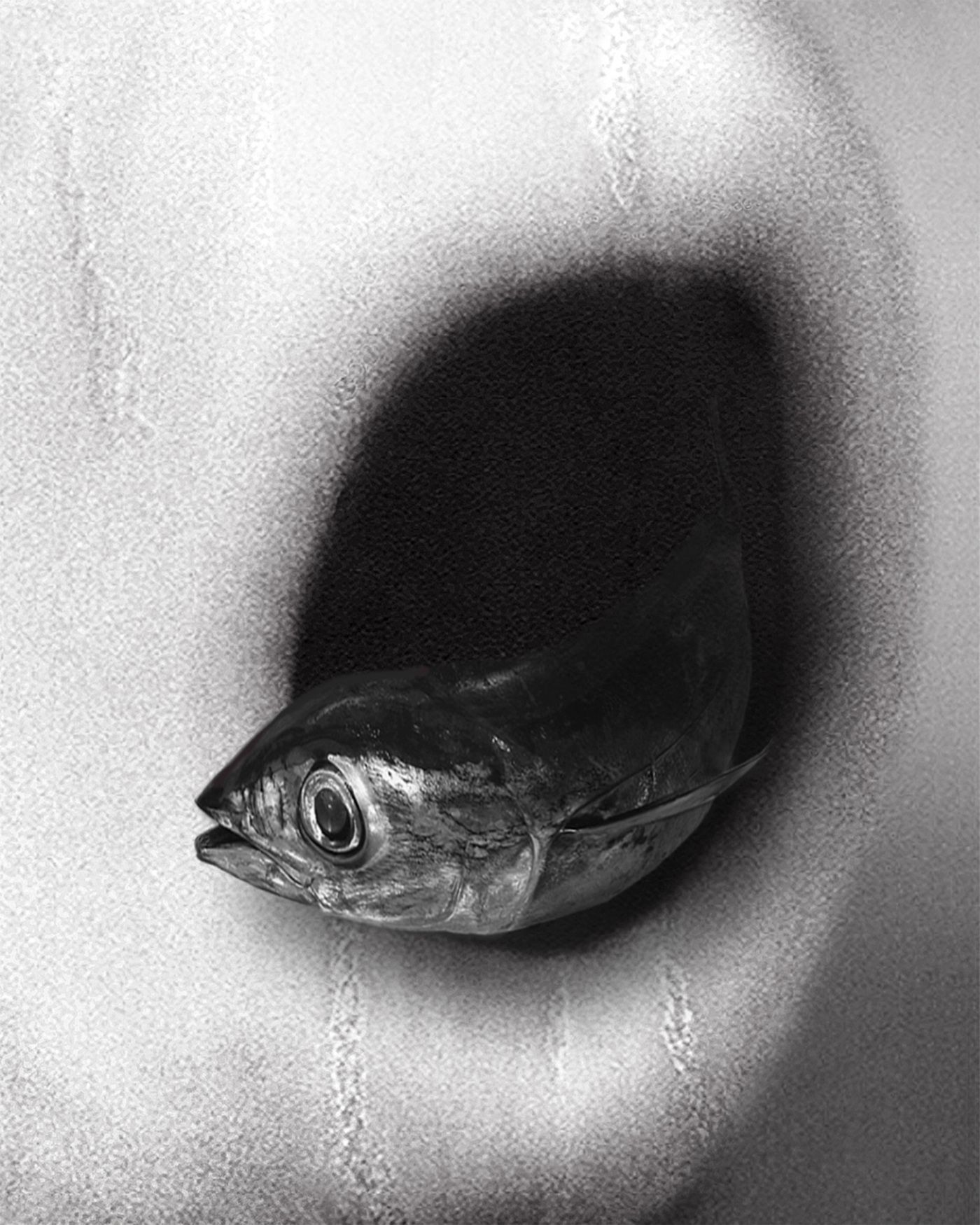 Pat Brassington - Vedette (2015) (fish).jpg