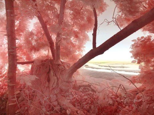 Patrick Jacobs - Pink Forest, 2018.jpg