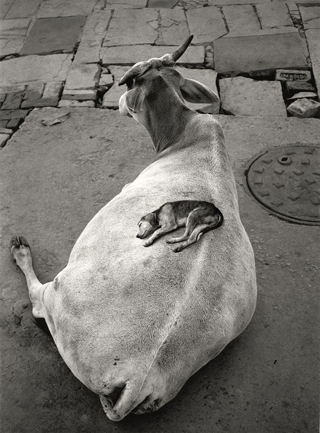 Pentti Sammallahti - Varanasi, India,1999.jpg