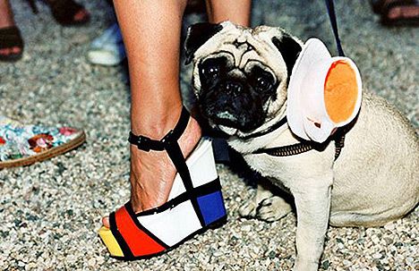 piet mondrian high heels dog.jpg