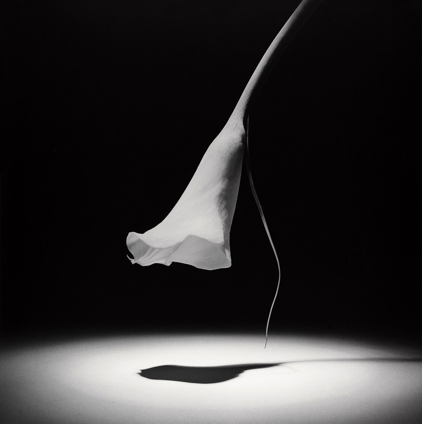 Robert Mapplethorpe - Calla Lily (1986) Gelatin silver print.jpg