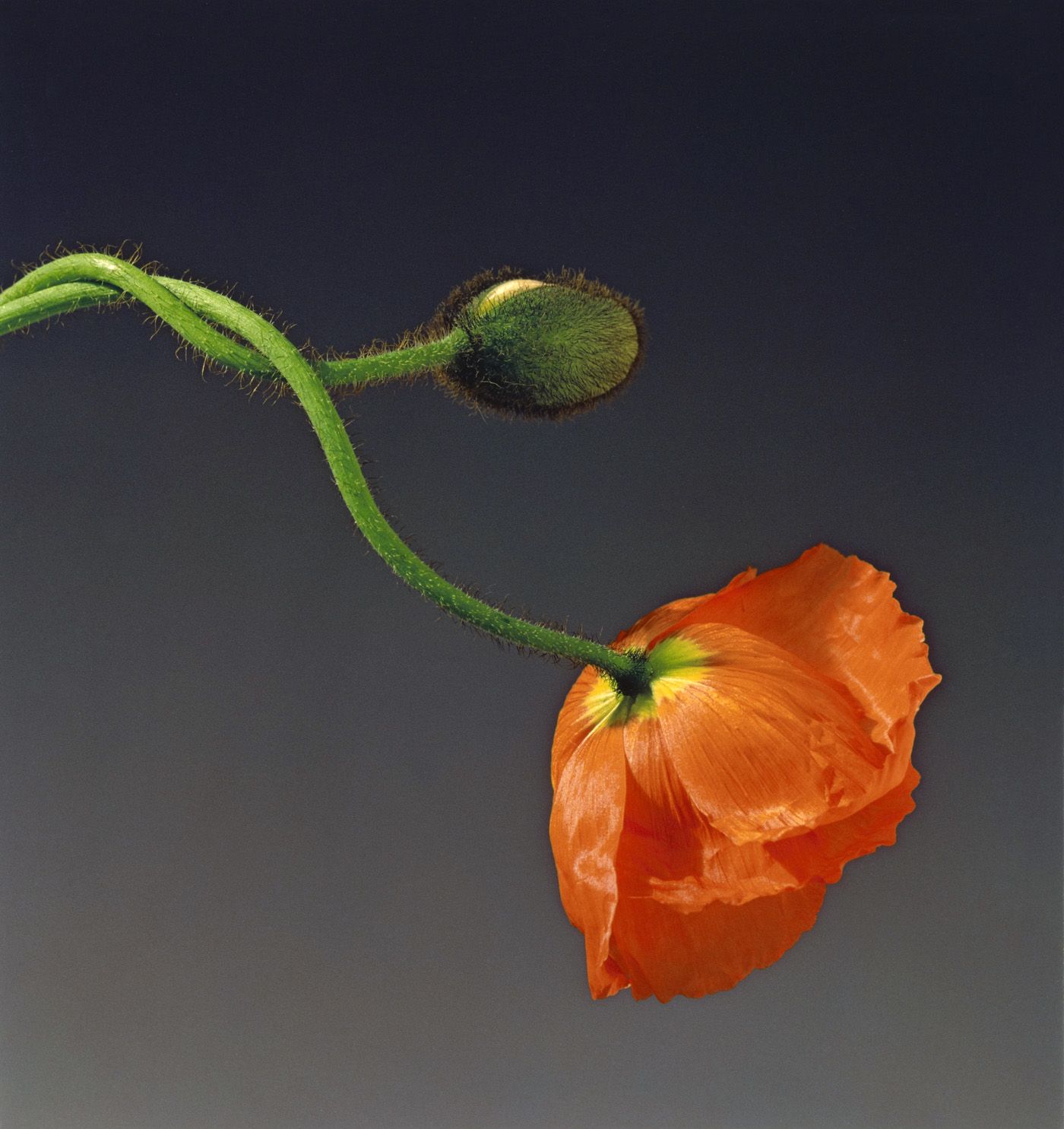 Robert Mapplethorpe - Poppy (1988) Dye imbibition print.jpg