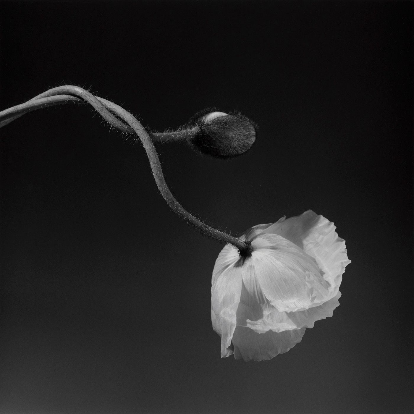 Robert Mapplethorpe - Poppy (1988) Gelatin silver print.jpg