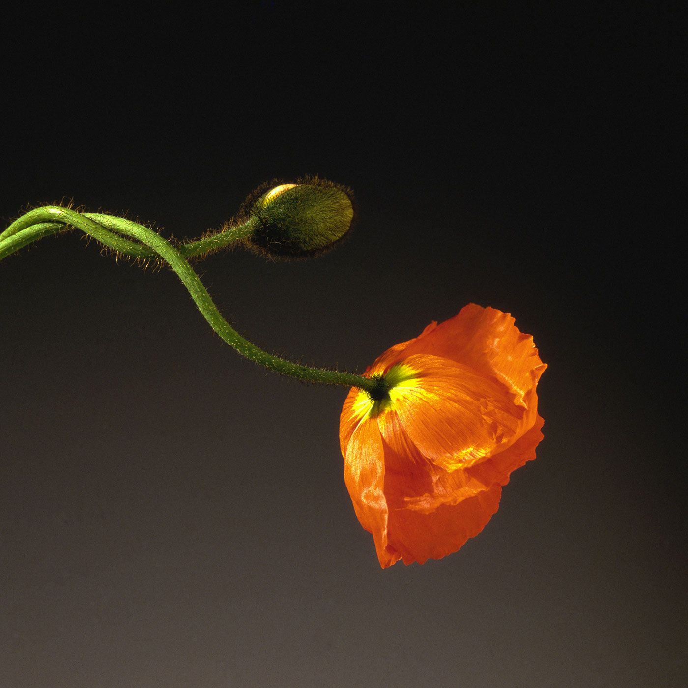 Robert Mapplethorpe - Poppy (1988 - Unique dye transfer).jpg