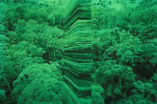 Rosemary Laing greenwork, aerial wall 1995 © Rosemary Laing.jpg