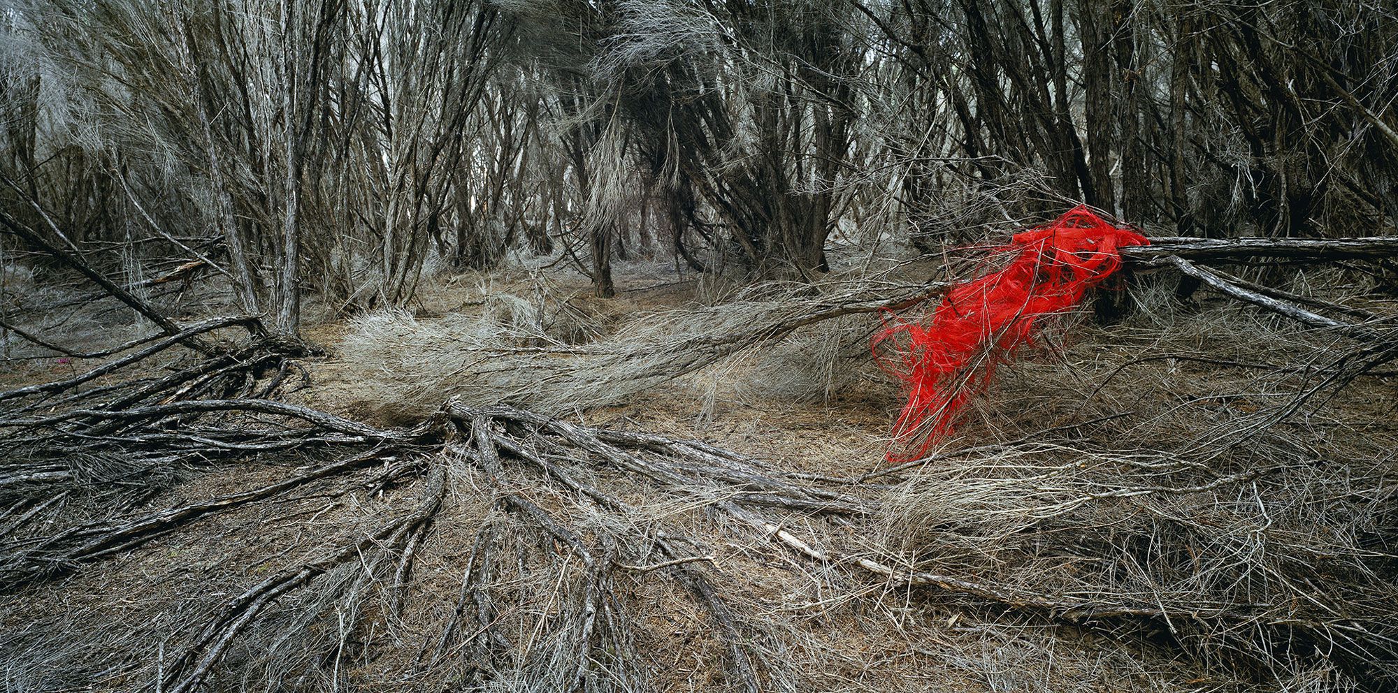 Rosemary Laing - weather (Eden) #1 (2006).jpg