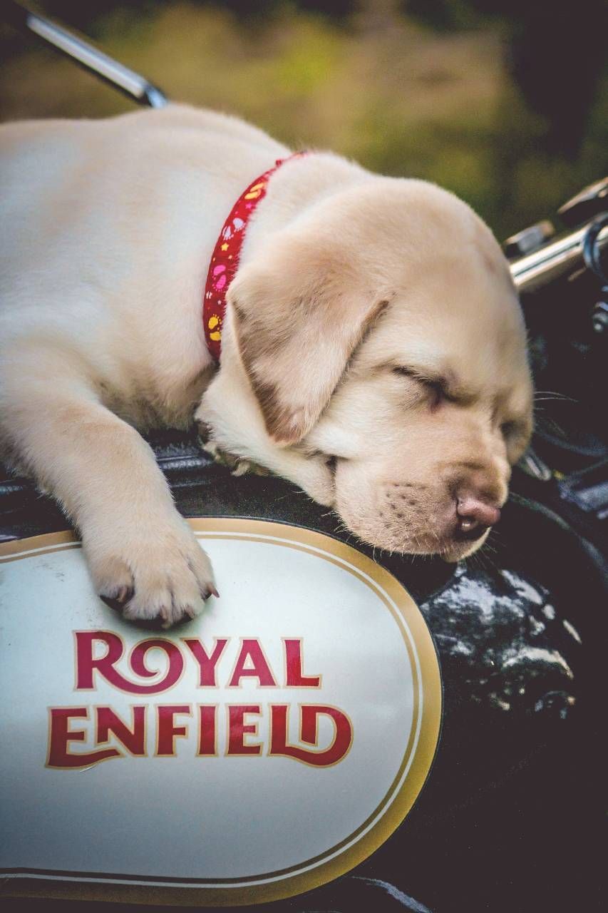 Royal Enfield wallpaper by Gurusad - Download on ZEDGE™ _ f891.jpeg