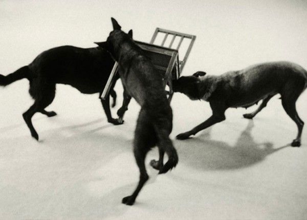 Ruben Bellinkx - The Musical Chair (dog art chair) (3).jpg