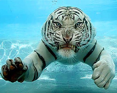 Scary-Tiger-1.jpg