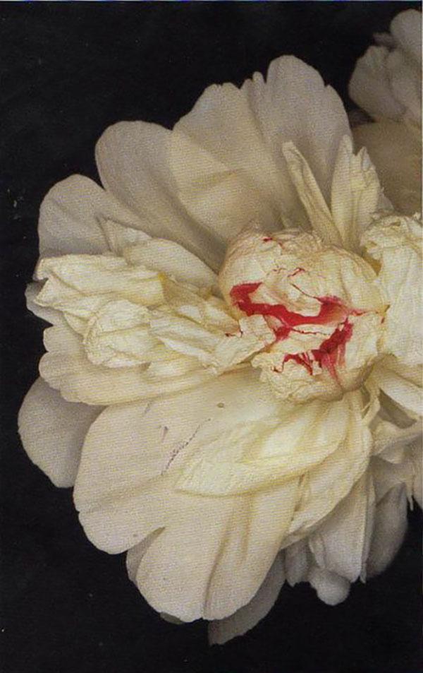 Sensual Flower (1997) - ph. Nobuyoshi Araki.jpg