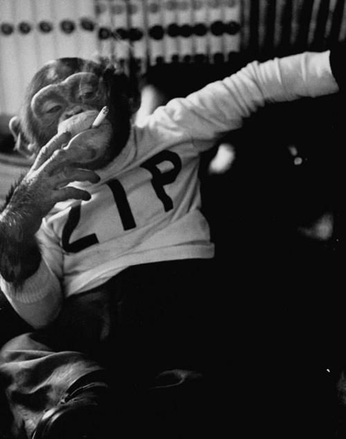 smoking-chimp.jpg