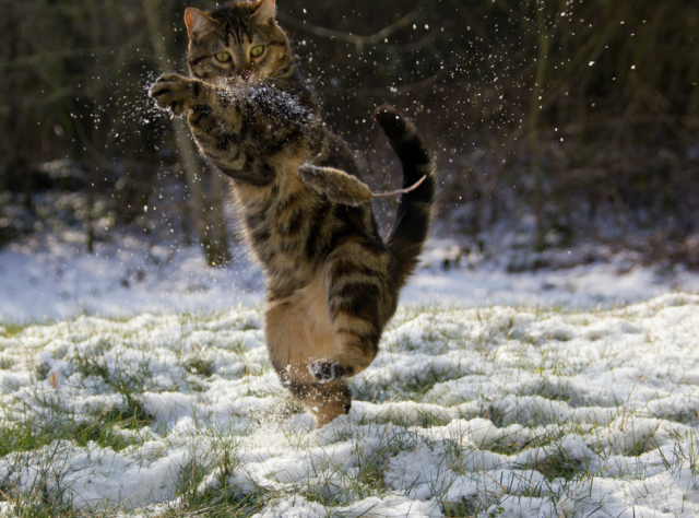 snowcatjump_wcth02-640x474.png