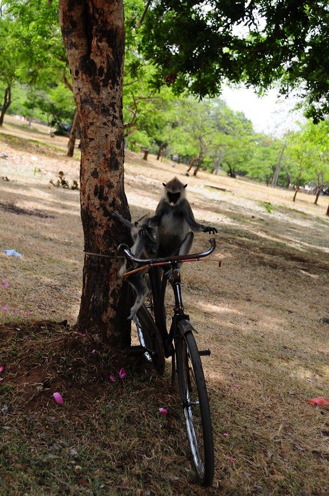 Sri Lanka 2012 641.jpg