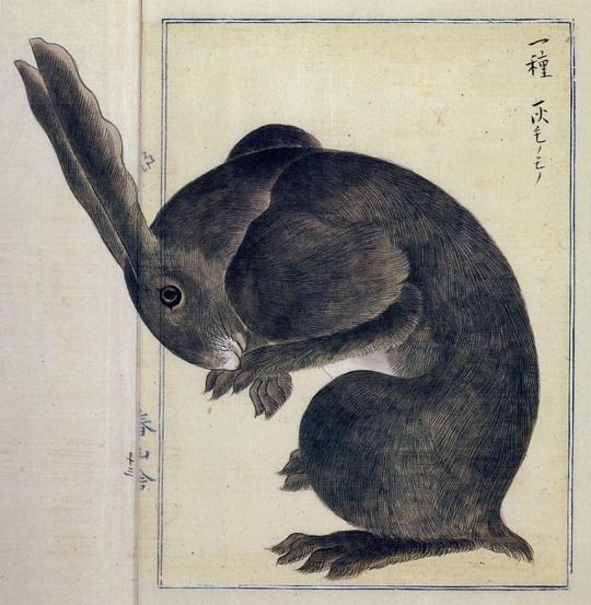 Takagi_Haruyama__1850%u2019s__Japan__Edo_period__“Rabbit”.jpeg