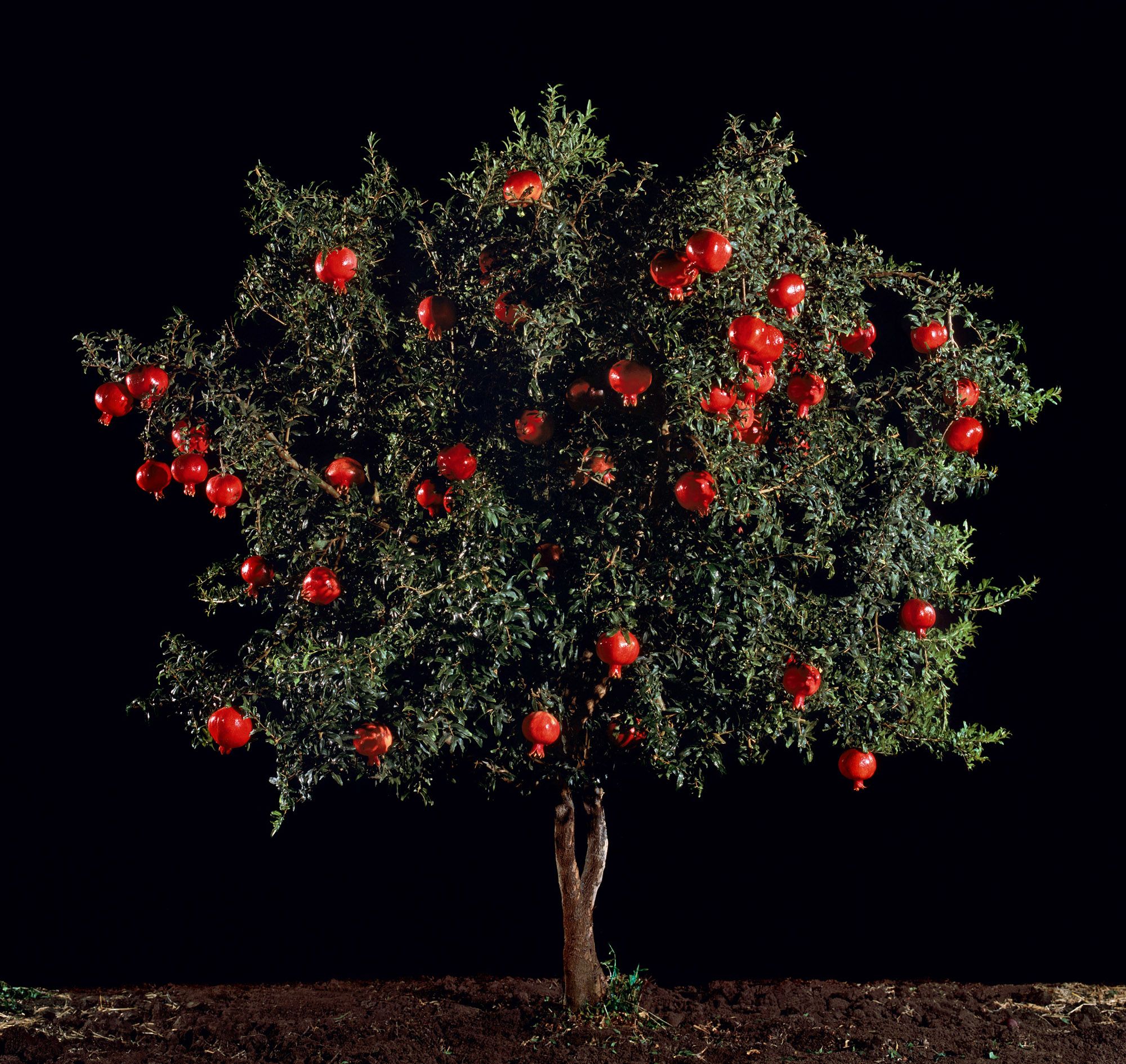 Tal Shochat - Rimon (Pomegranate) (2011).jpg