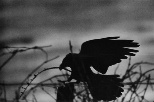 The Solitude of Ravens - Masahisa Fukase 1977 (1).jpg