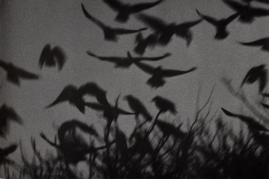 The Solitude of Ravens - Masahisa Fukase 1977 (2).jpg