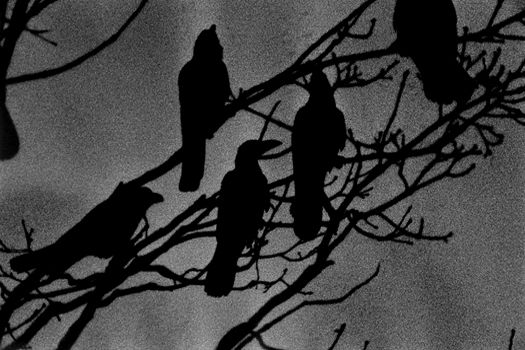 The Solitude of Ravens - Masahisa Fukase 1977 (3).jpg